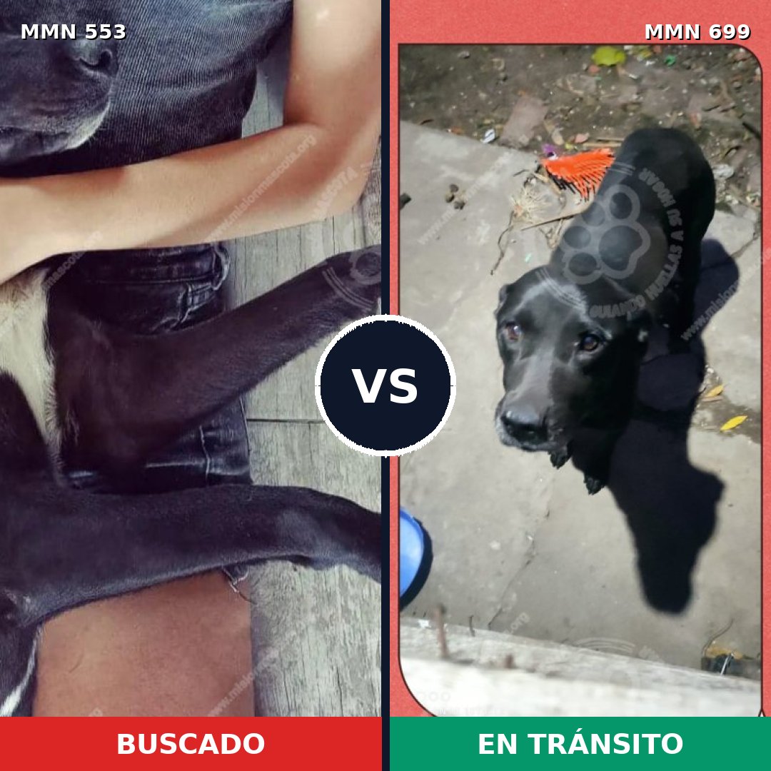 Comparativa MMS 10109: mascota perdida y mascota encontrada, 43% de similitud