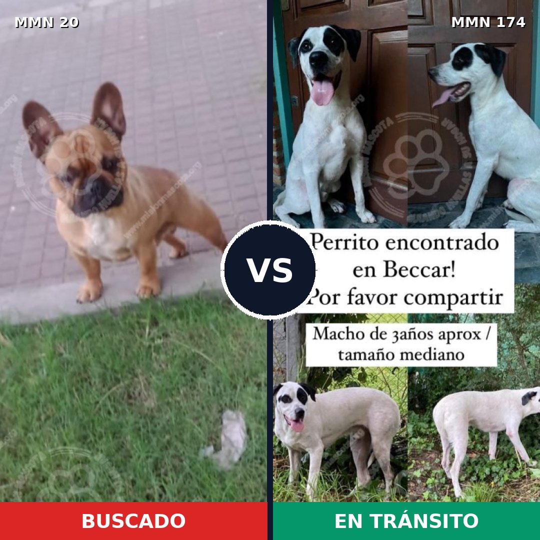 Comparativa MMS 1011: mascota perdida y mascota encontrada, 39% de similitud