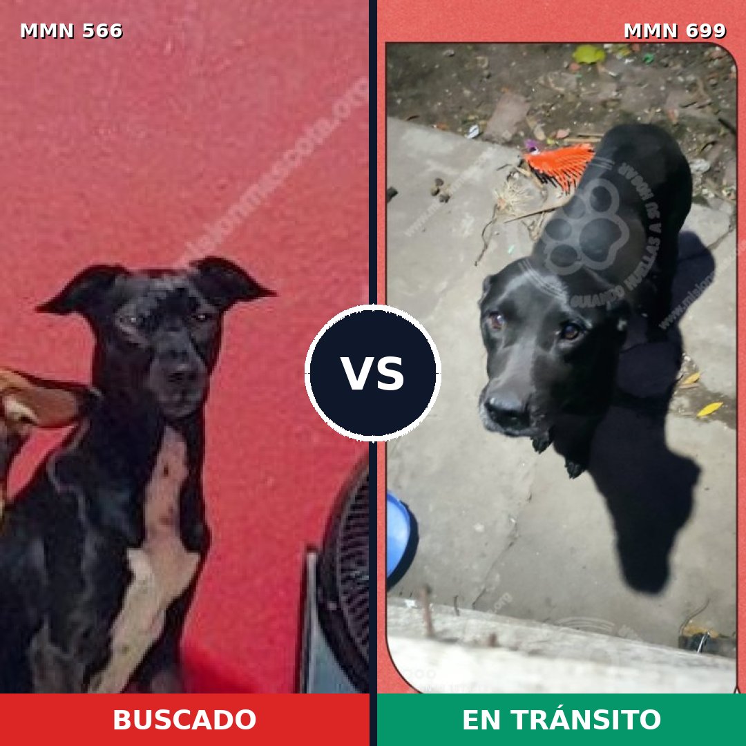 Comparativa MMS 10112: mascota perdida y mascota encontrada, 42% de similitud