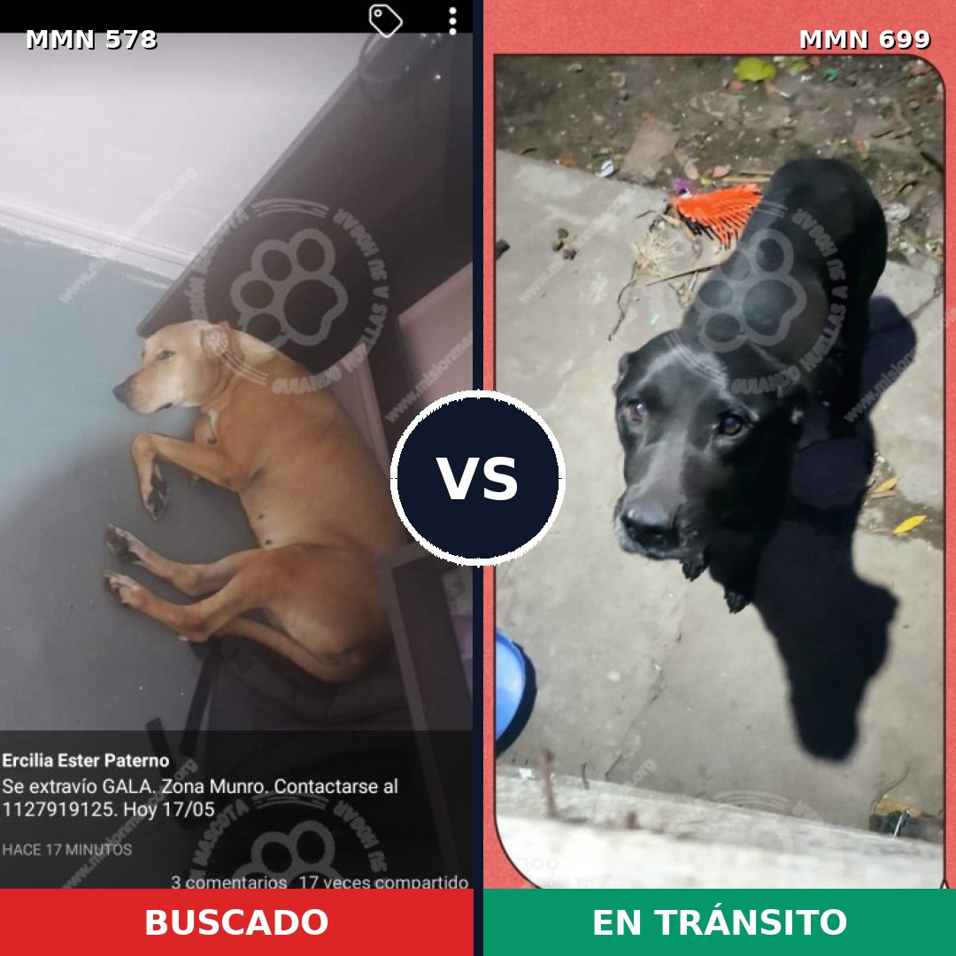 Comparativa MMS 10114: mascota perdida y mascota encontrada, 45% de similitud