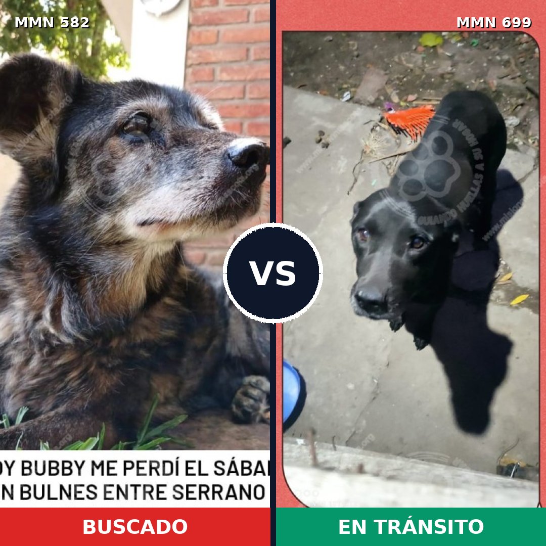 Comparativa MMS 10115: mascota perdida y mascota encontrada, 41% de similitud