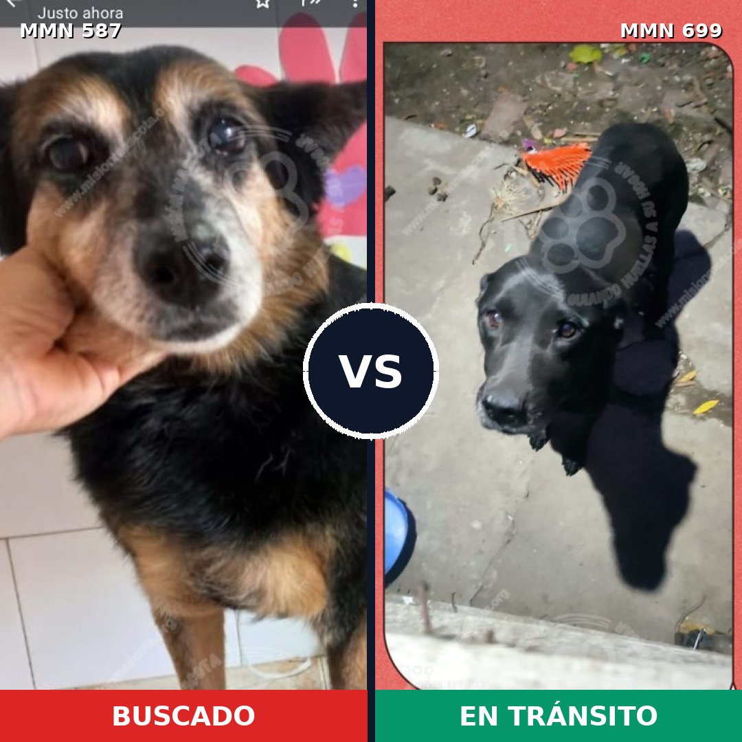 Comparativa MMS 10116: mascota perdida y mascota encontrada, 44% de similitud