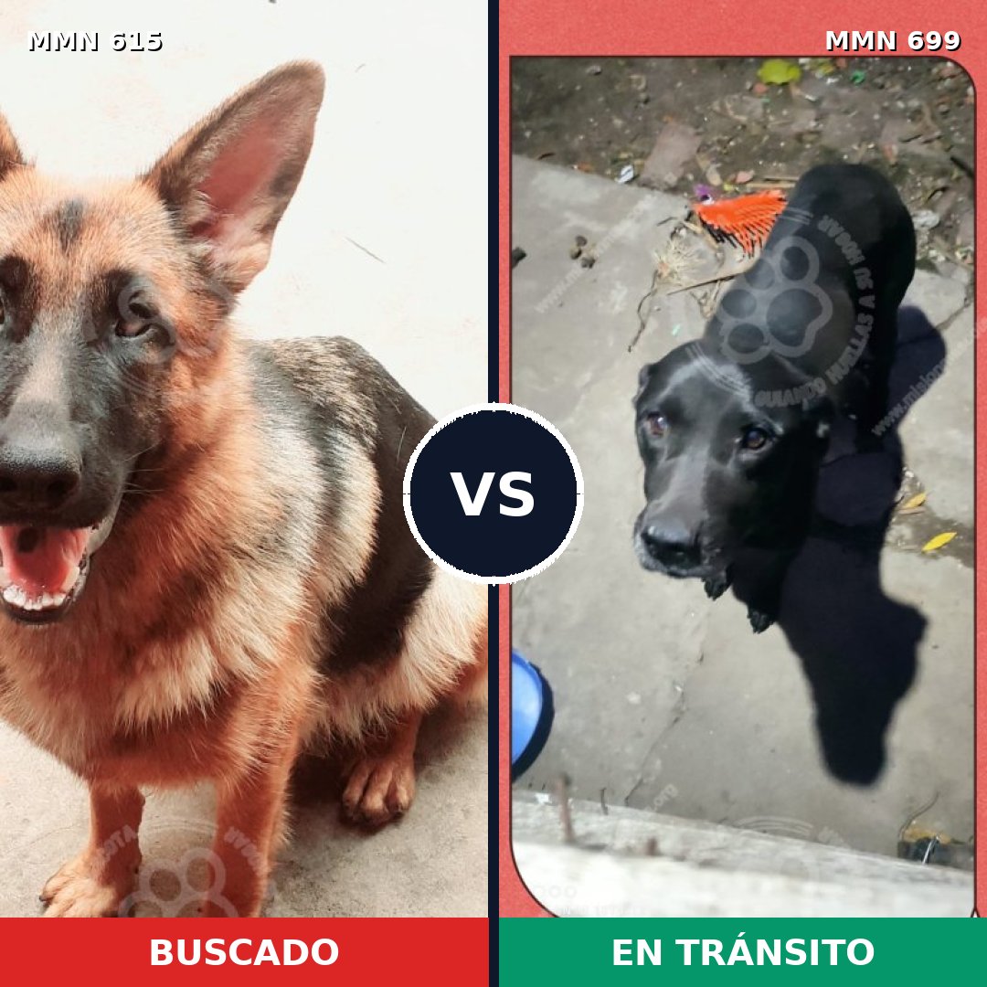 Comparativa MMS 10119: mascota perdida y mascota encontrada, 52% de similitud