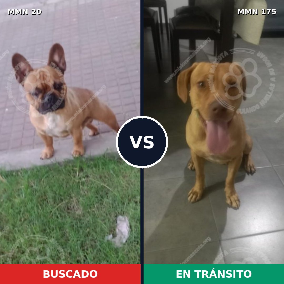 Comparativa MMS 1012: mascota perdida y mascota encontrada, 34% de similitud