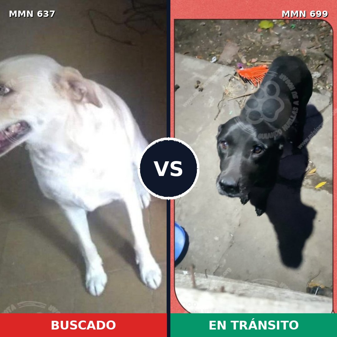 Comparativa MMS 10122: mascota perdida y mascota encontrada, 61% de similitud