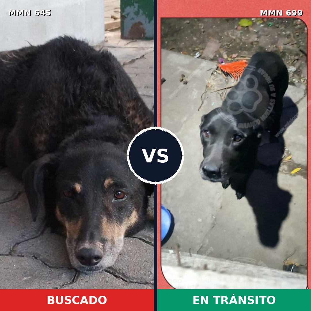Comparativa MMS 10123: mascota perdida y mascota encontrada, 55% de similitud
