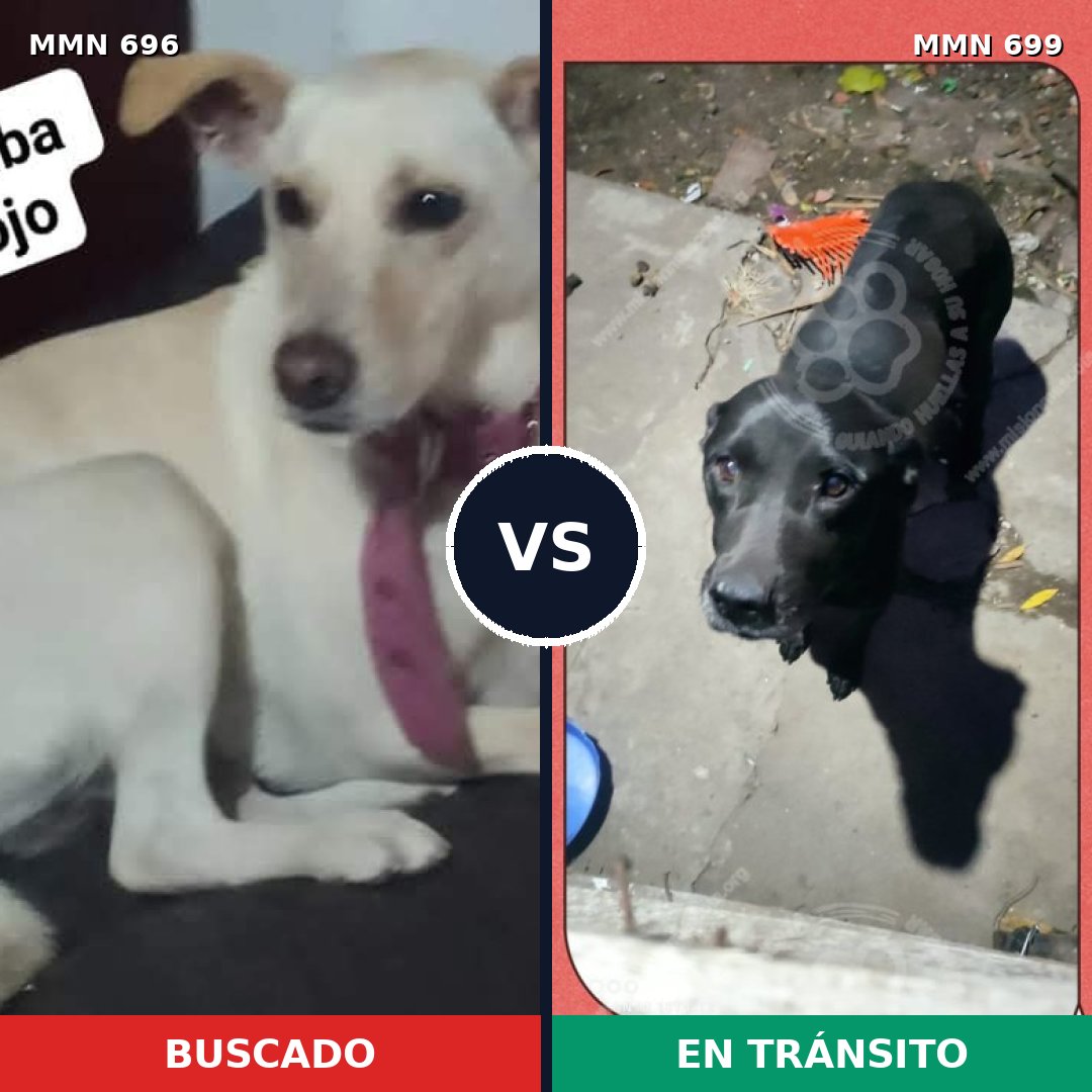 Comparativa MMS 10125: mascota perdida y mascota encontrada, 53% de similitud