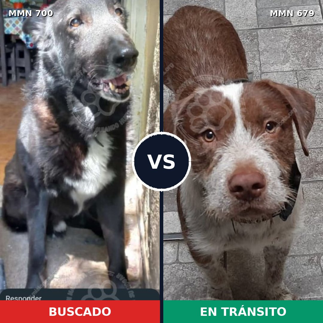 Comparativa MMS 10126: mascota perdida y mascota encontrada, 72% de similitud