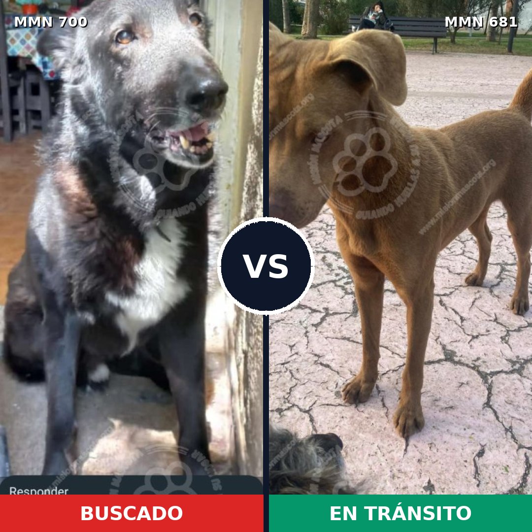 Comparativa MMS 10127: mascota perdida y mascota encontrada, 55% de similitud