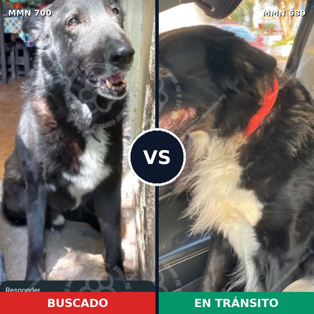 Comparativa MMS 10128: mascota perdida y mascota encontrada, 54% de similitud
