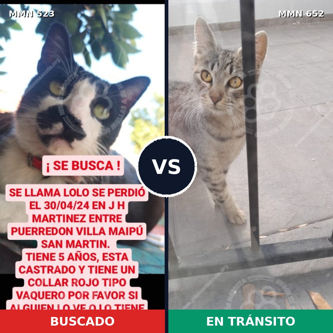 Comparativa MMS 10129: mascota perdida y mascota encontrada, 54% de similitud