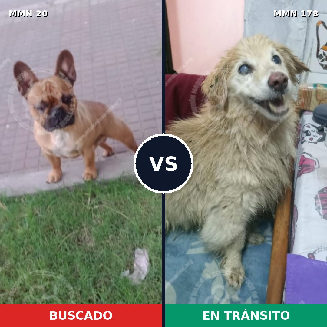 Comparativa MMS 1013: mascota perdida y mascota encontrada, 40% de similitud