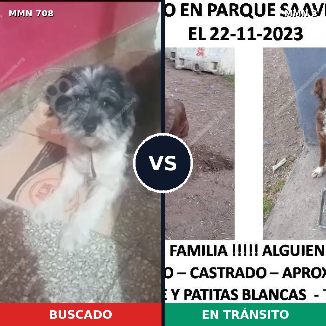 Comparativa MMS 10142: mascota perdida y mascota encontrada, 26% de similitud