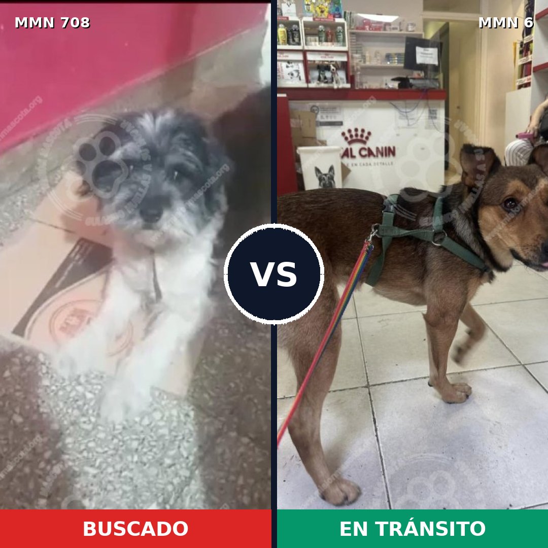 Comparativa MMS 10143: mascota perdida y mascota encontrada, 28% de similitud