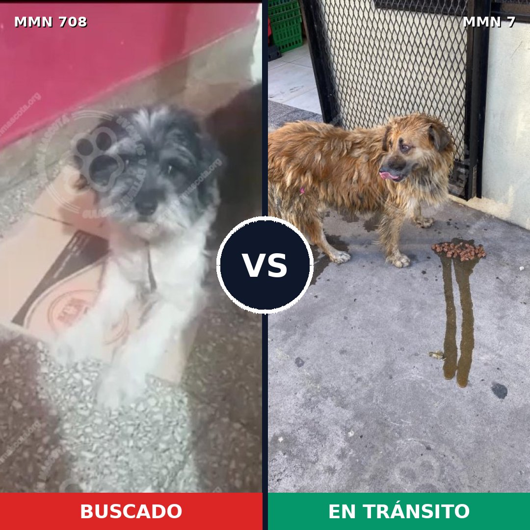 Comparativa MMS 10144: mascota perdida y mascota encontrada, 15% de similitud