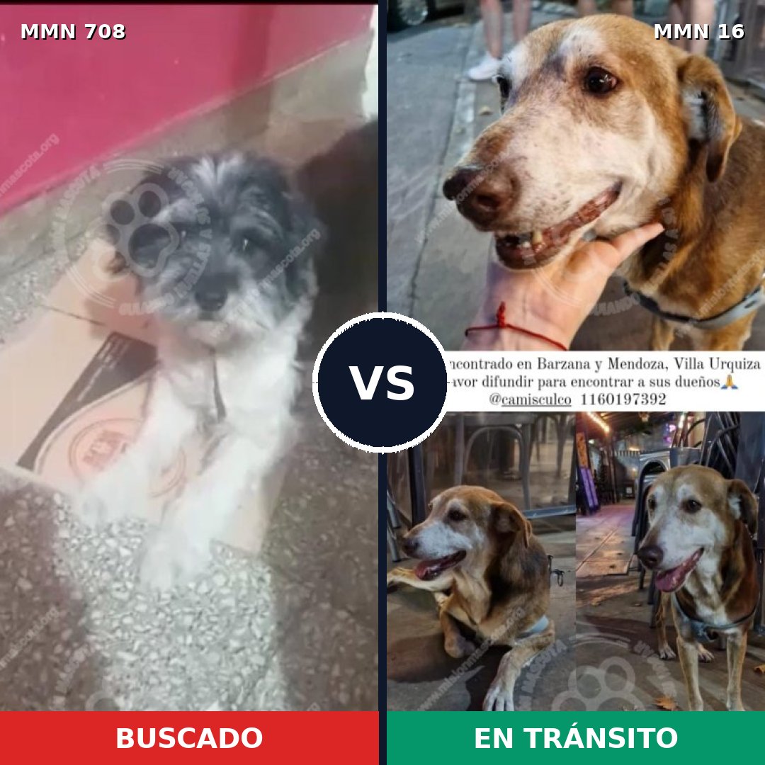 Comparativa MMS 10145: mascota perdida y mascota encontrada, 30% de similitud