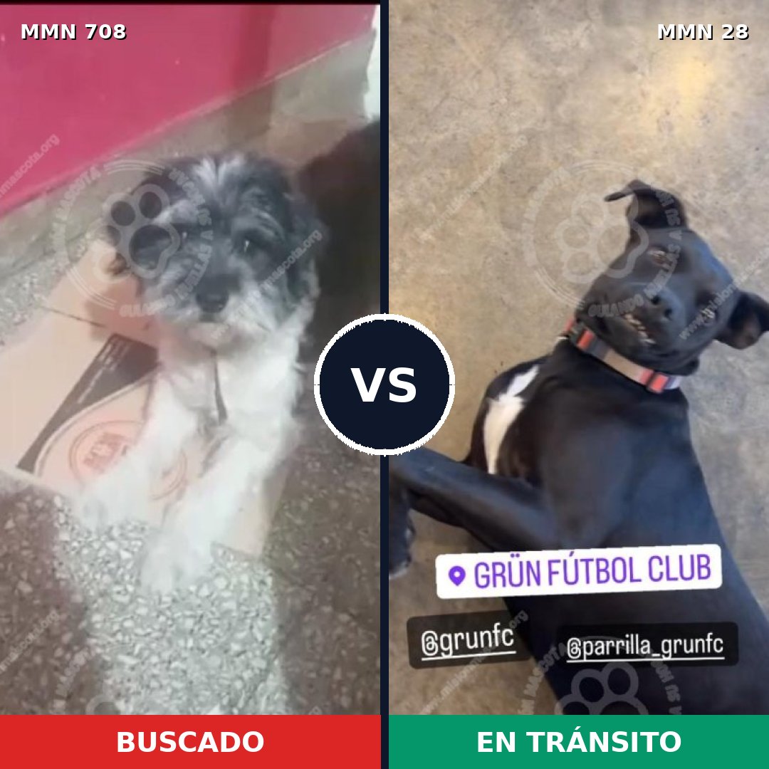 Comparativa MMS 10146: mascota perdida y mascota encontrada, 45% de similitud