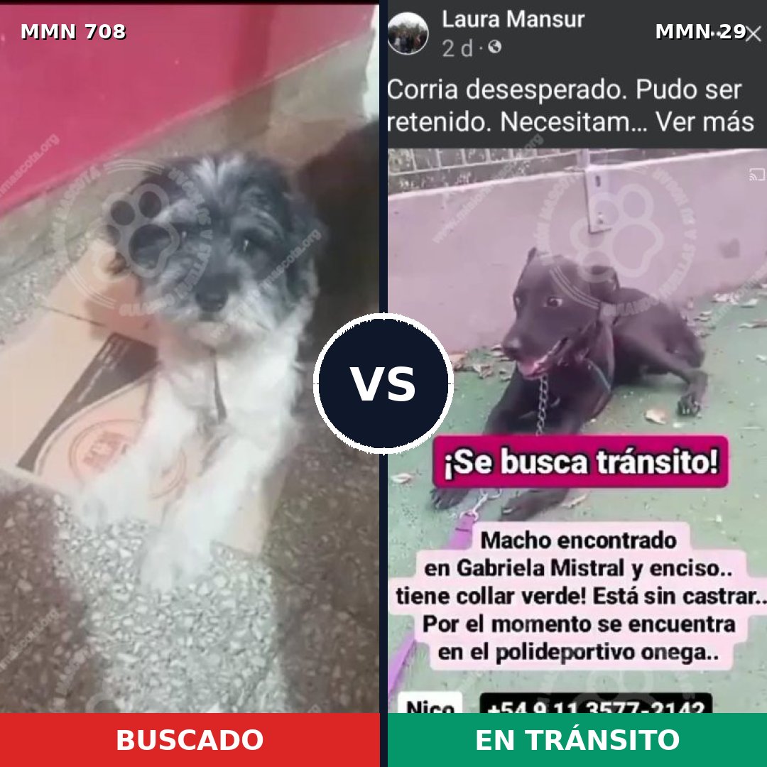 Comparativa MMS 10147: mascota perdida y mascota encontrada, 27% de similitud