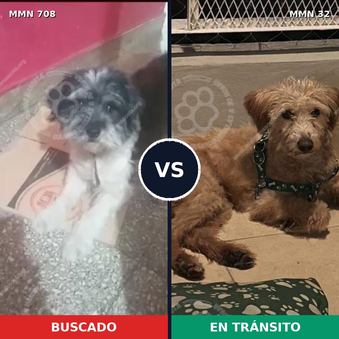 Comparativa MMS 10148: mascota perdida y mascota encontrada, 29% de similitud