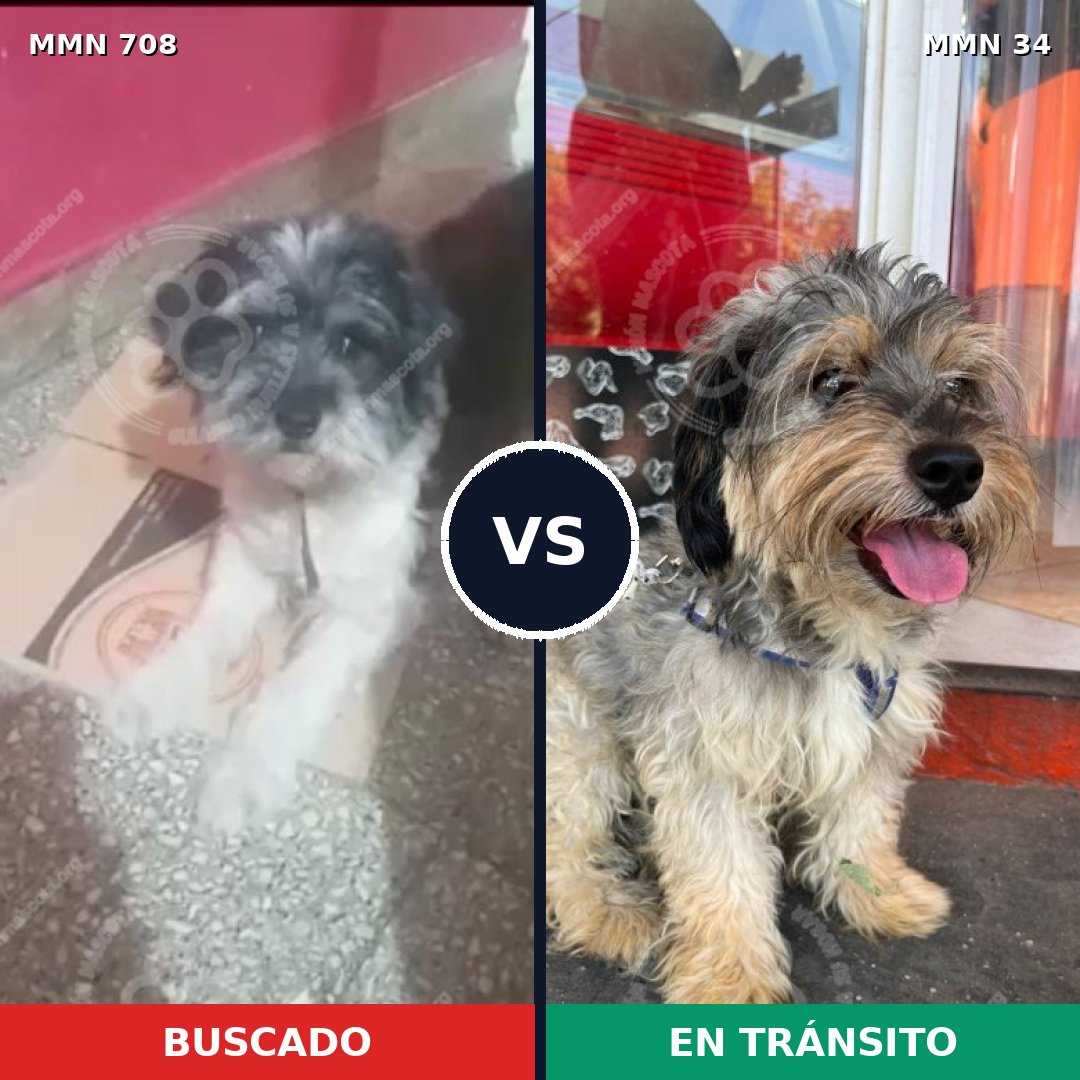 Comparativa MMS 10149: mascota perdida y mascota encontrada, 41% de similitud