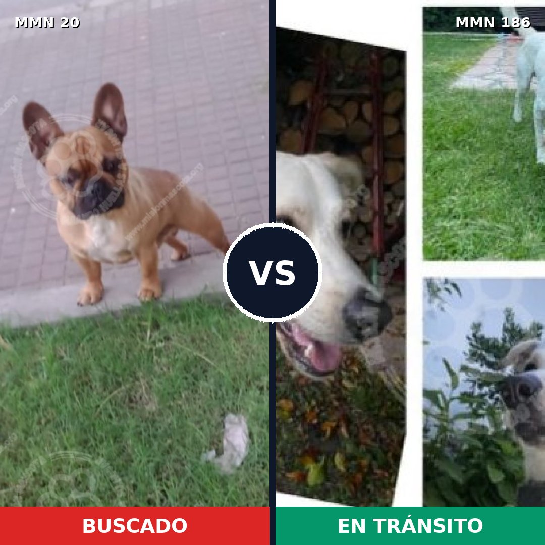 Comparativa MMS 1015: mascota perdida y mascota encontrada, 52% de similitud