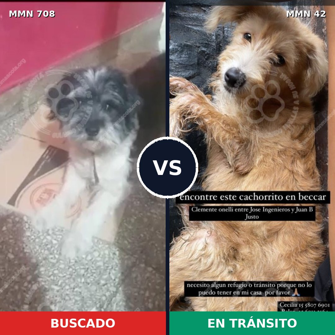 Comparativa MMS 10150: mascota perdida y mascota encontrada, 38% de similitud