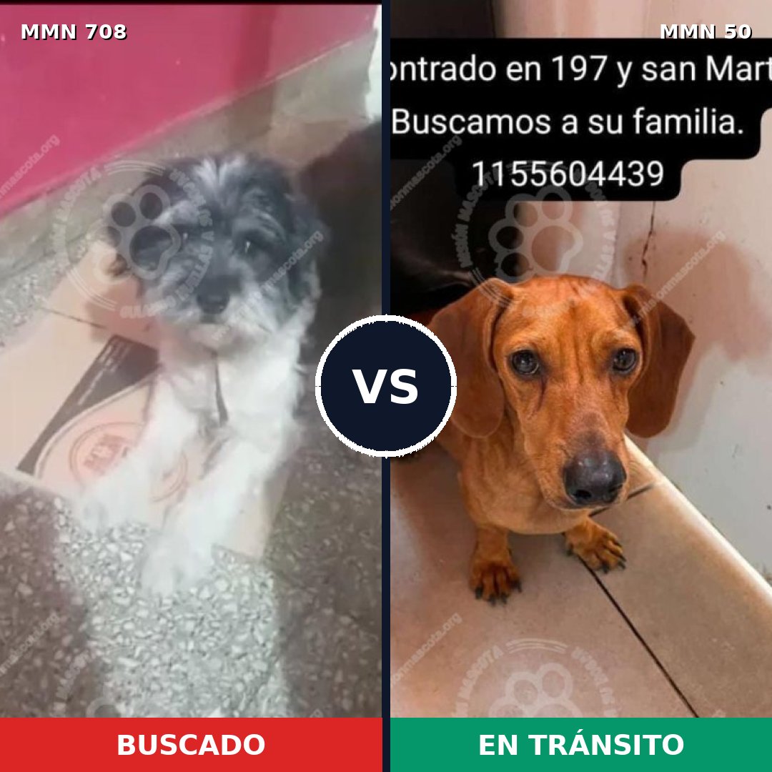 Comparativa MMS 10151: mascota perdida y mascota encontrada, 45% de similitud