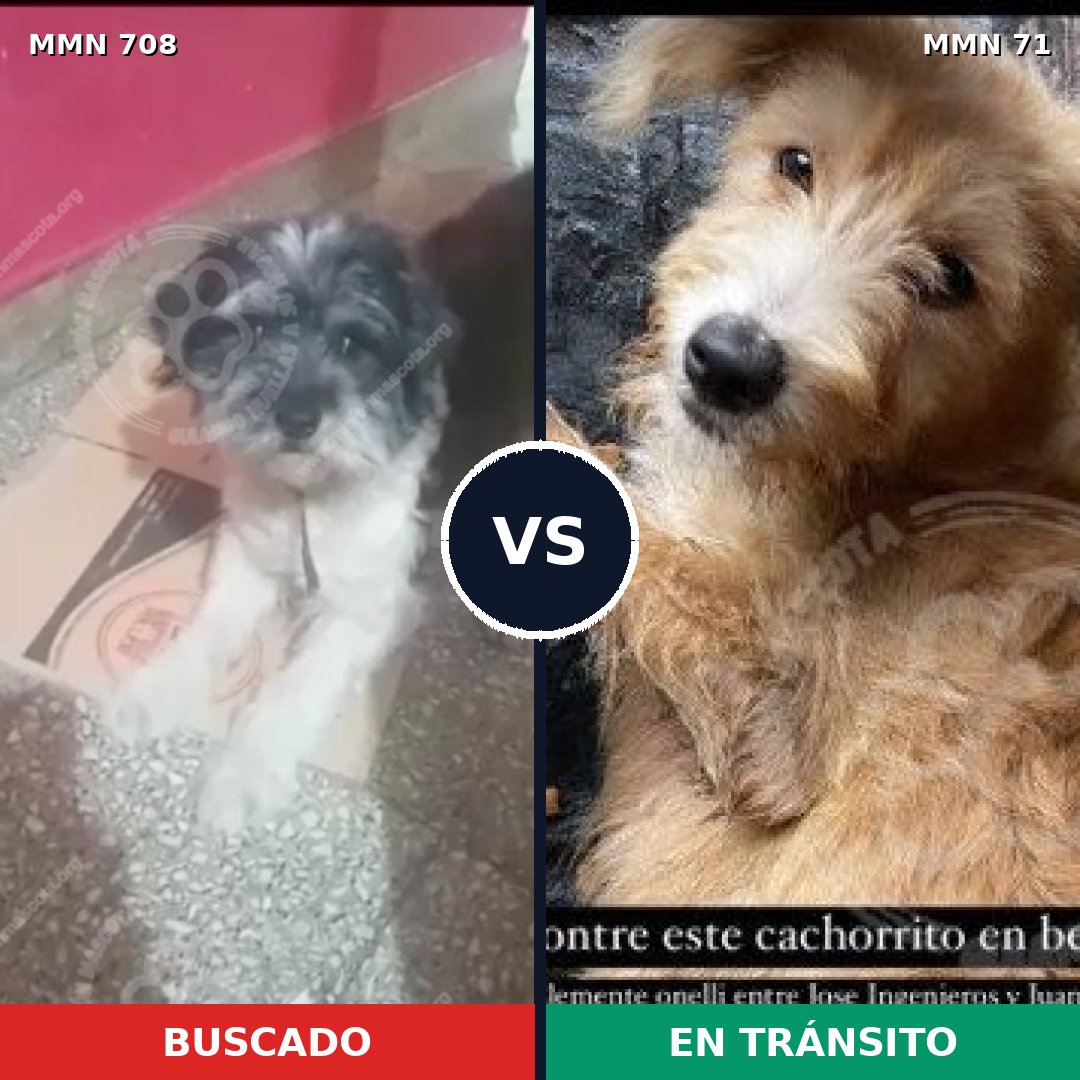 Comparativa MMS 10152: mascota perdida y mascota encontrada, 41% de similitud