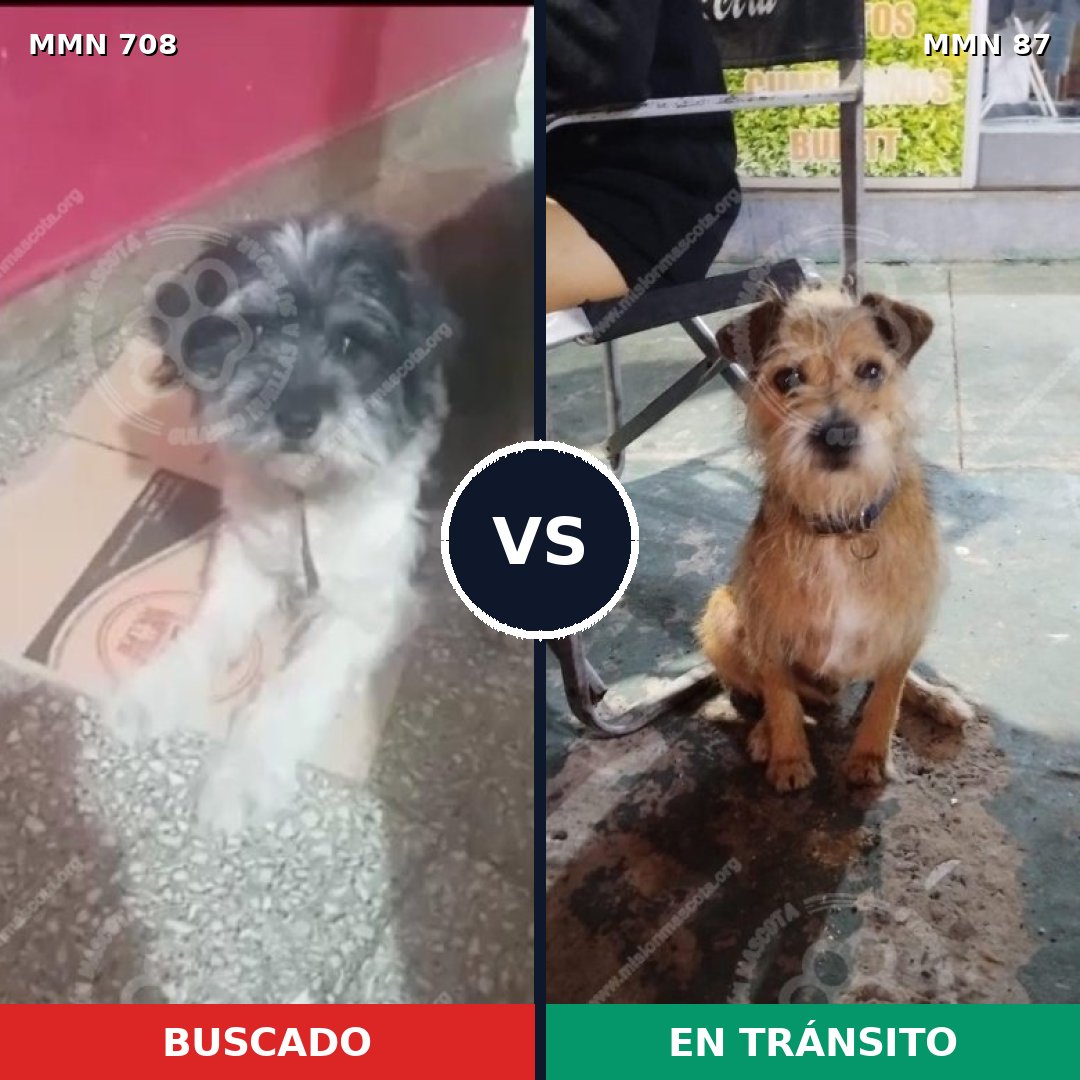 Comparativa MMS 10153: mascota perdida y mascota encontrada, 34% de similitud