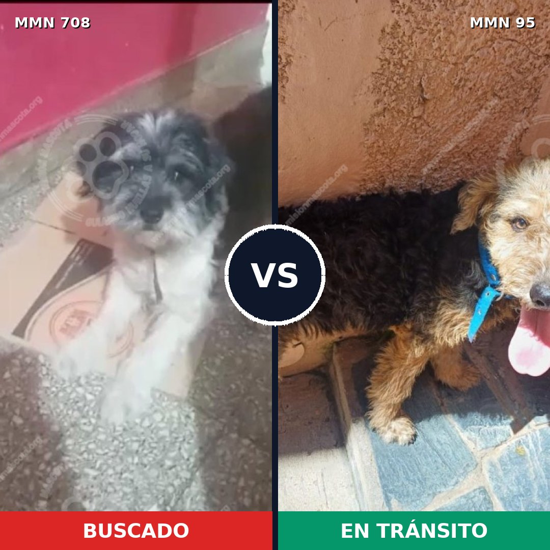 Comparativa MMS 10154: mascota perdida y mascota encontrada, 36% de similitud