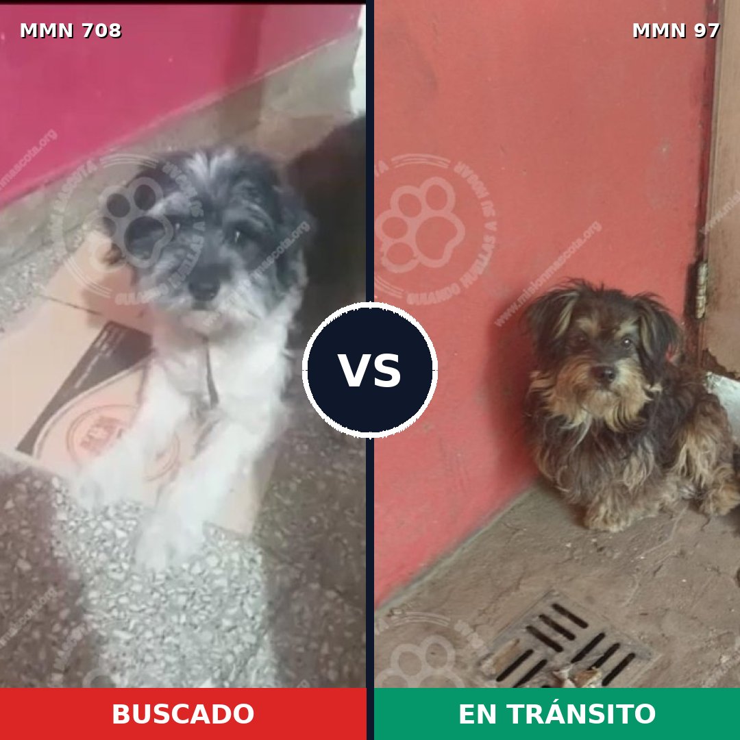 Comparativa MMS 10155: mascota perdida y mascota encontrada, 46% de similitud