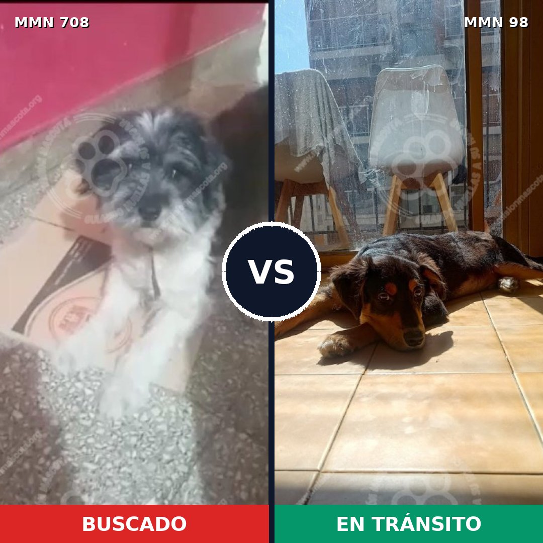 Comparativa MMS 10156: mascota perdida y mascota encontrada, 35% de similitud