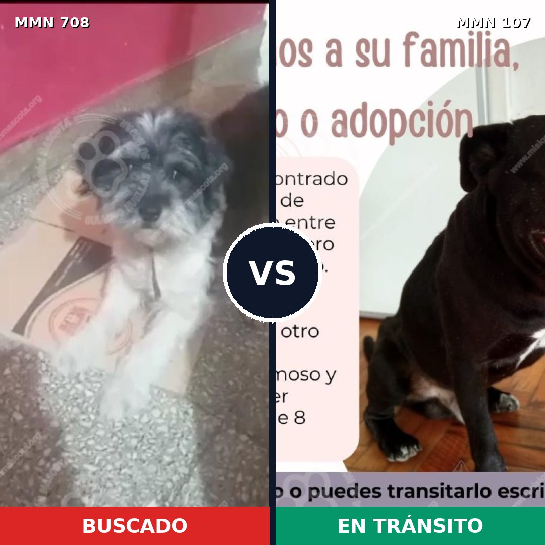 Comparativa MMS 10157: mascota perdida y mascota encontrada, 43% de similitud