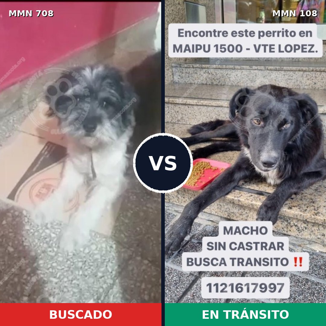 Comparativa MMS 10158: mascota perdida y mascota encontrada, 44% de similitud