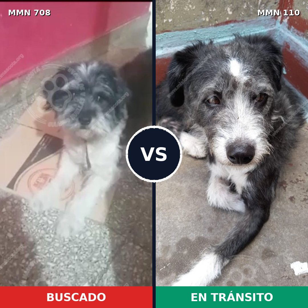 Comparativa MMS 10159: mascota perdida y mascota encontrada, 47% de similitud