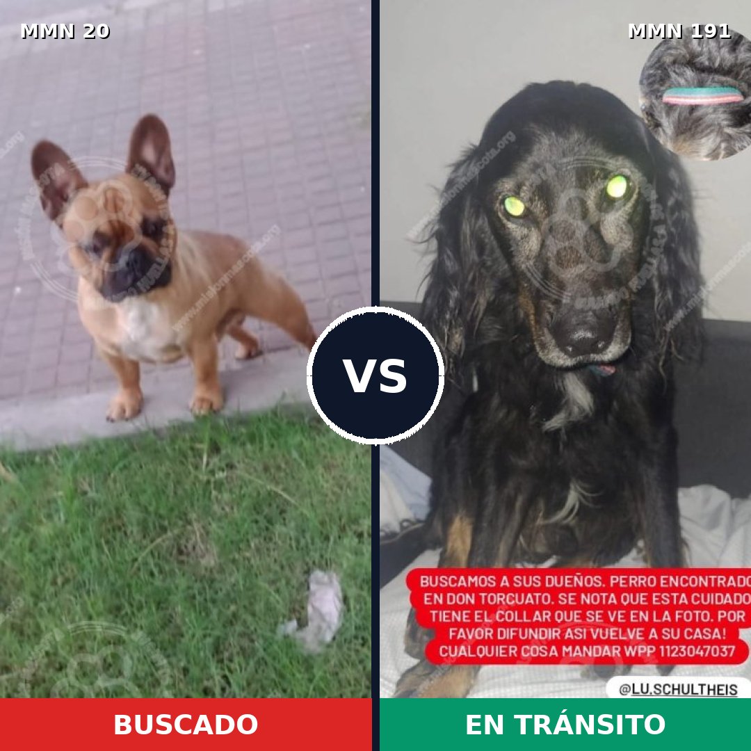 Comparativa MMS 1016: mascota perdida y mascota encontrada, 42% de similitud