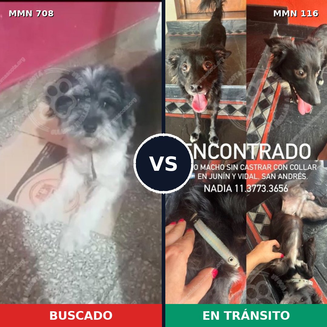 Comparativa MMS 10160: mascota perdida y mascota encontrada, 46% de similitud