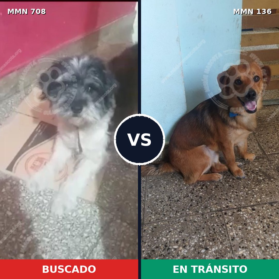 Comparativa MMS 10161: mascota perdida y mascota encontrada, 27% de similitud