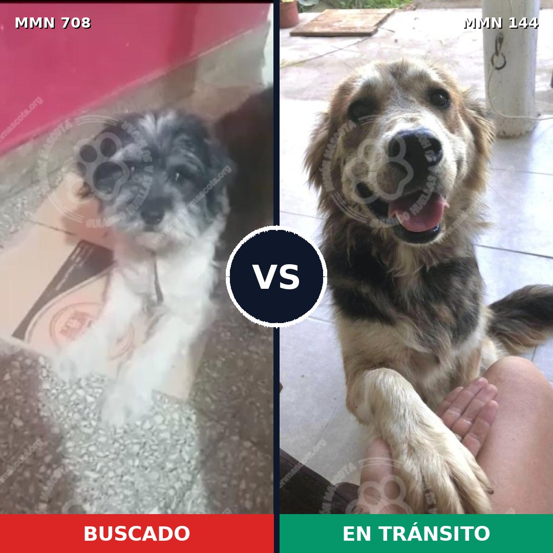 Comparativa MMS 10162: mascota perdida y mascota encontrada, 34% de similitud