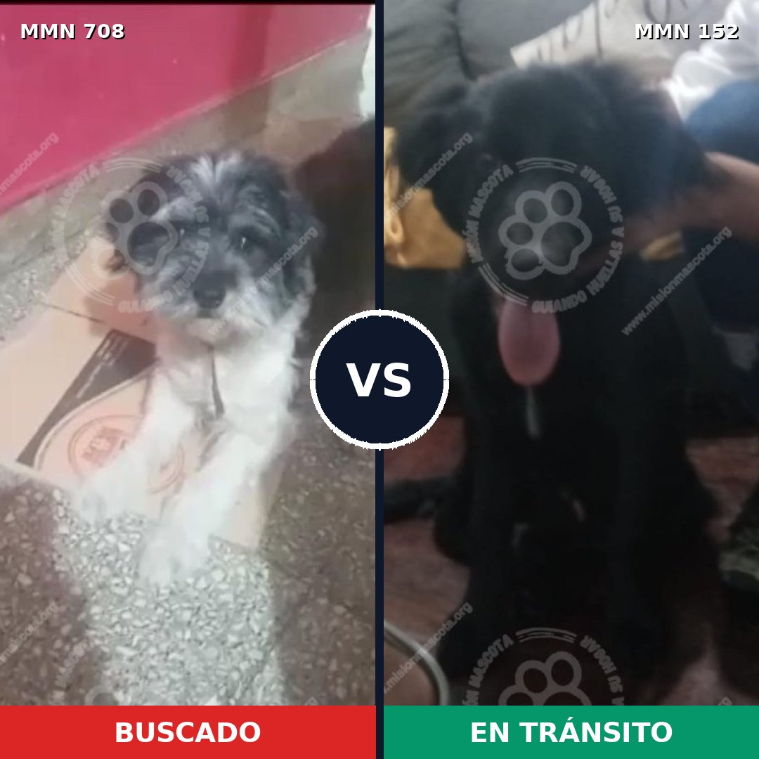 Comparativa MMS 10163: mascota perdida y mascota encontrada, 41% de similitud