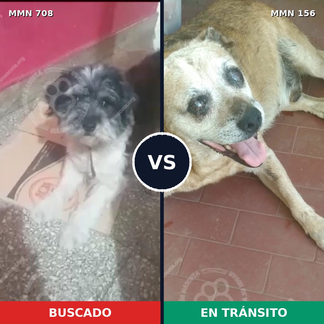 Comparativa MMS 10164: mascota perdida y mascota encontrada, 30% de similitud