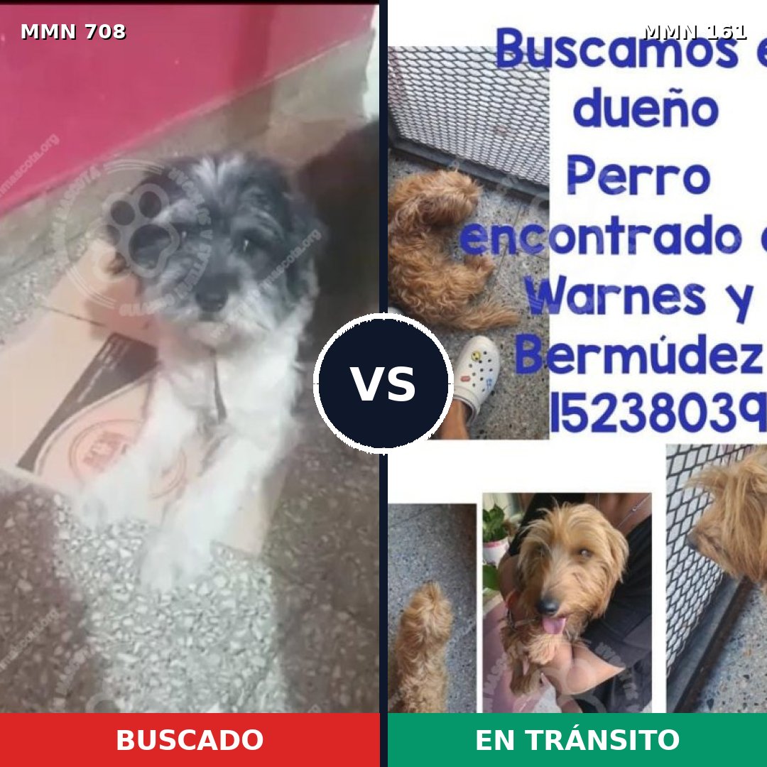 Comparativa MMS 10165: mascota perdida y mascota encontrada, 28% de similitud