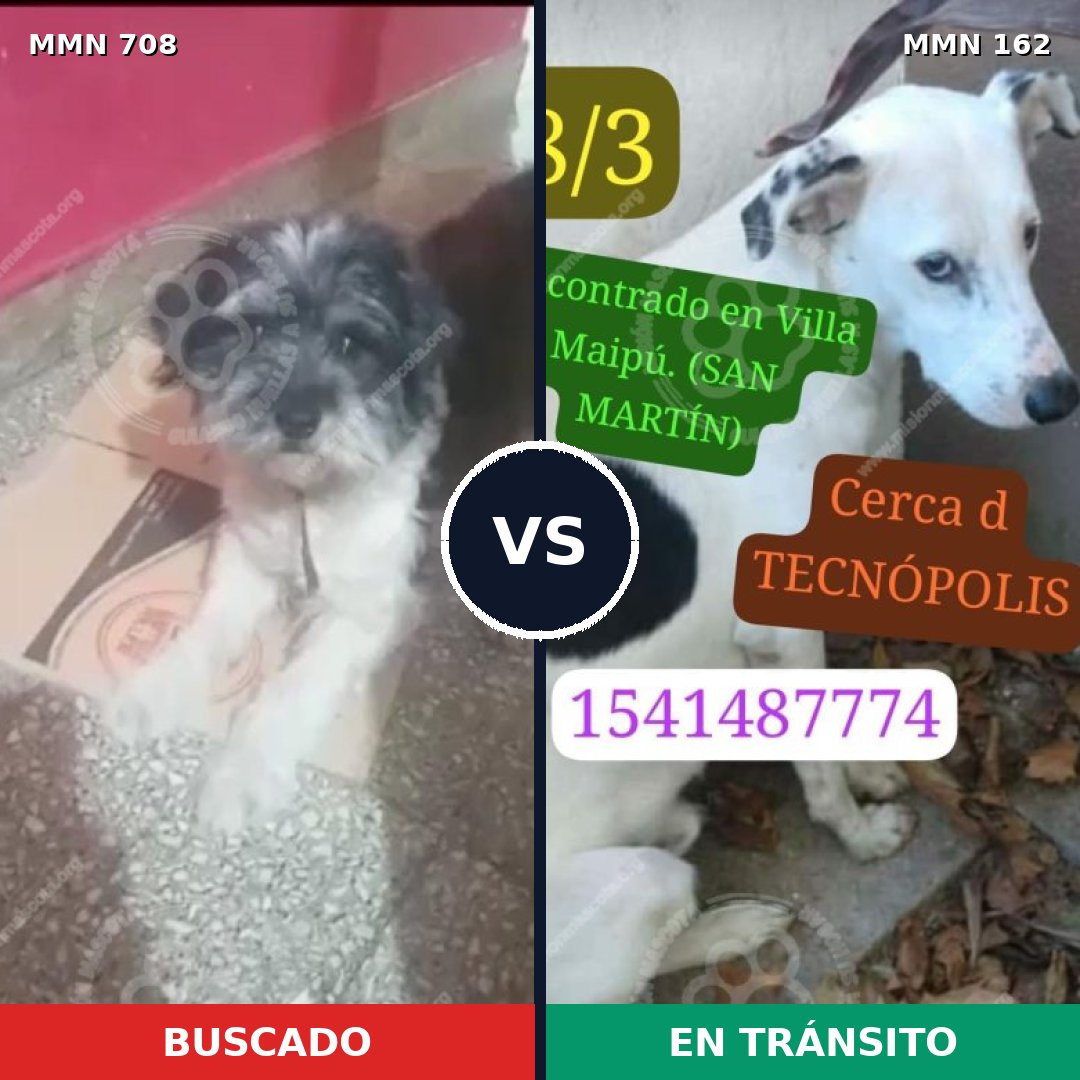 Comparativa MMS 10166: mascota perdida y mascota encontrada, 37% de similitud