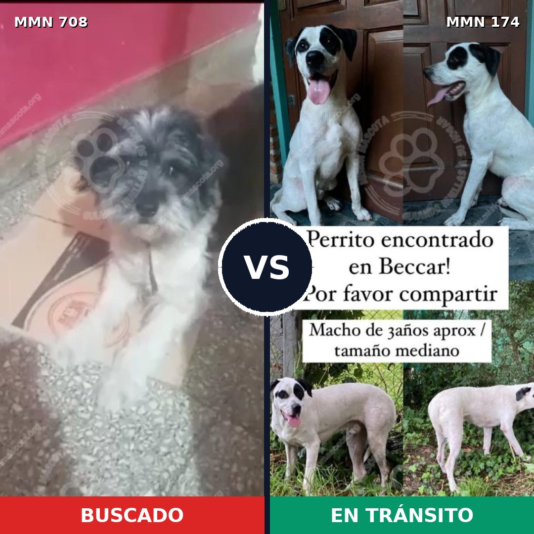 Comparativa MMS 10167: mascota perdida y mascota encontrada, 35% de similitud
