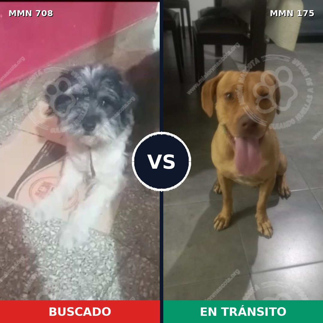 Comparativa MMS 10168: mascota perdida y mascota encontrada, 27% de similitud