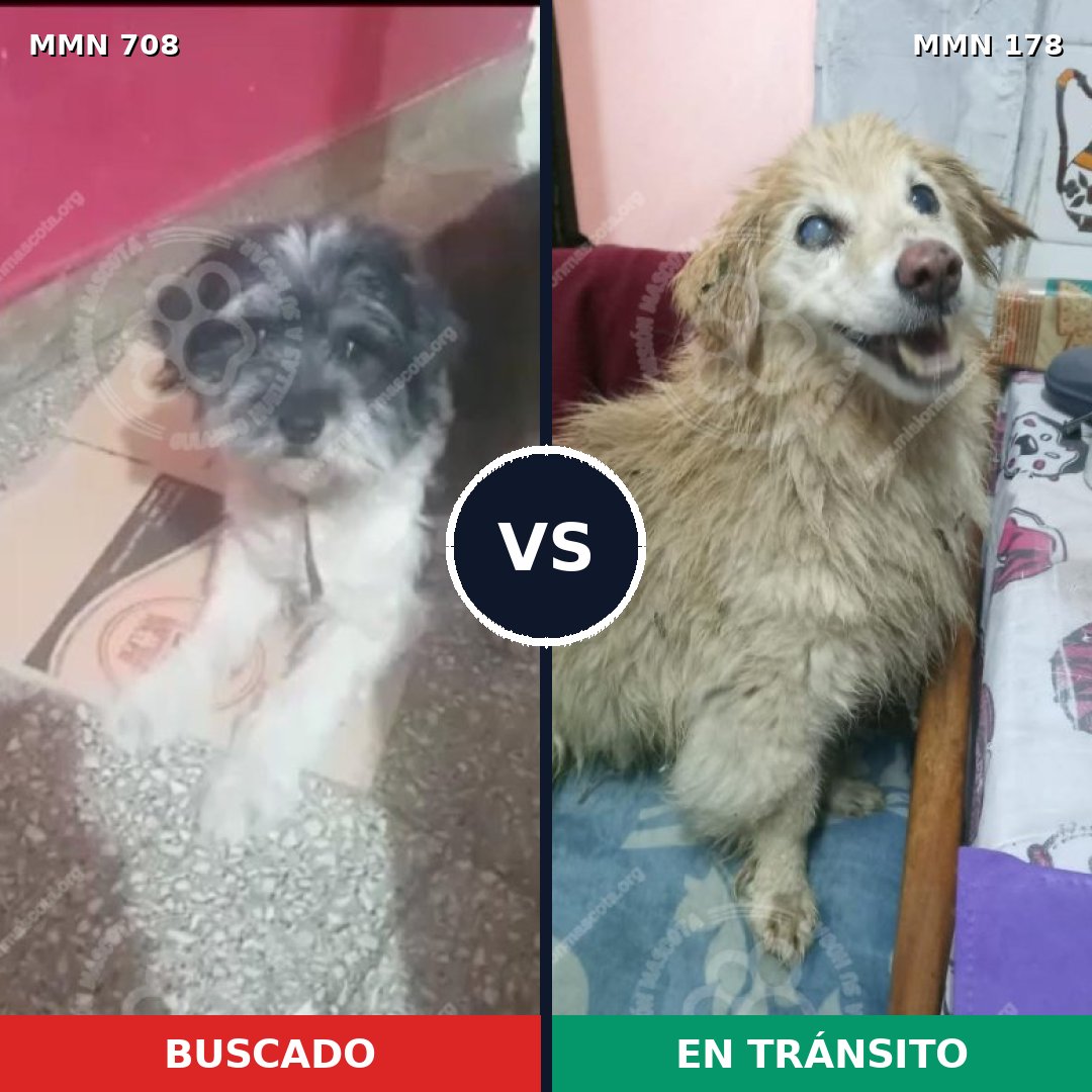 Comparativa MMS 10169: mascota perdida y mascota encontrada, 35% de similitud