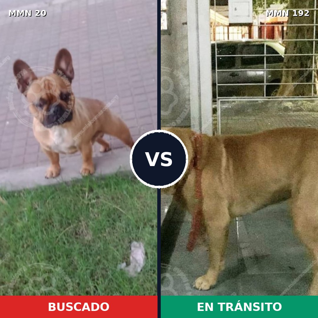 Comparativa MMS 1017: mascota perdida y mascota encontrada, 17% de similitud