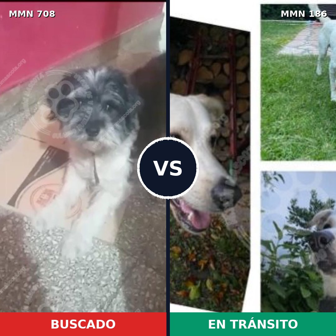 Comparativa MMS 10171: mascota perdida y mascota encontrada, 46% de similitud