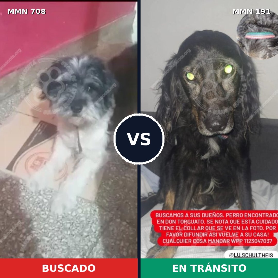 Comparativa MMS 10172: mascota perdida y mascota encontrada, 47% de similitud
