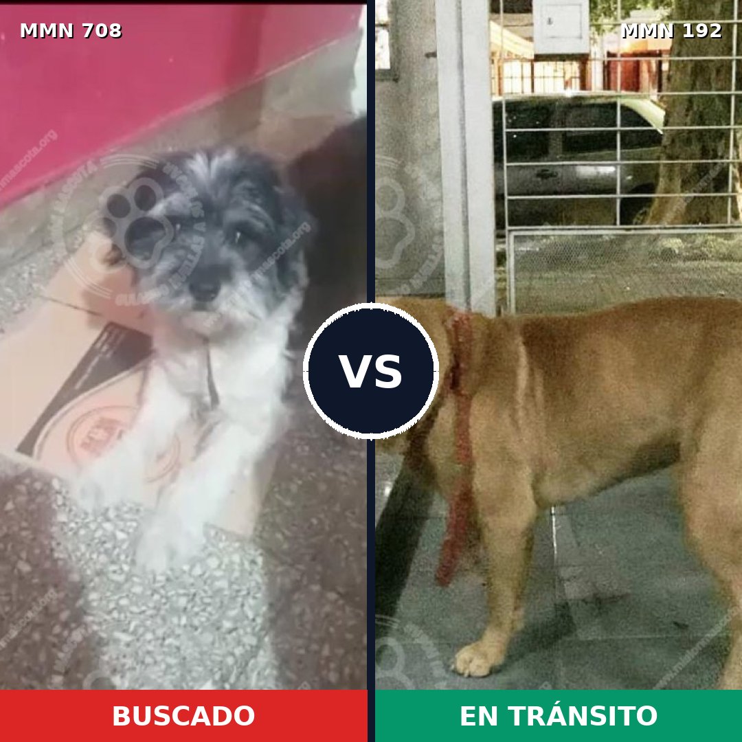 Comparativa MMS 10173: mascota perdida y mascota encontrada, 15% de similitud